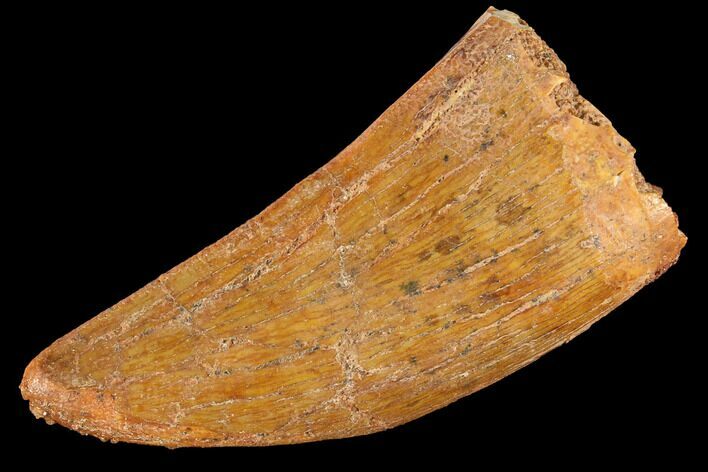 Bargain, Carcharodontosaurus Tooth - Real Dinosaur Tooth #85903